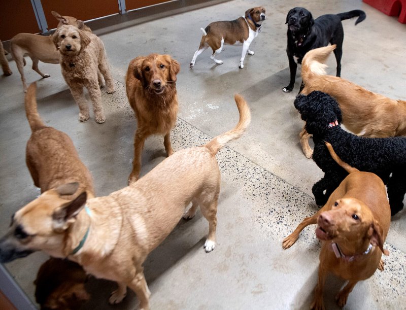 Canine, Dog, Floor, Golden Retriever.