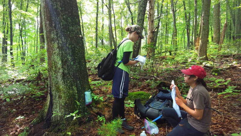 Hiking, Vegetation, Woodland, Bag.