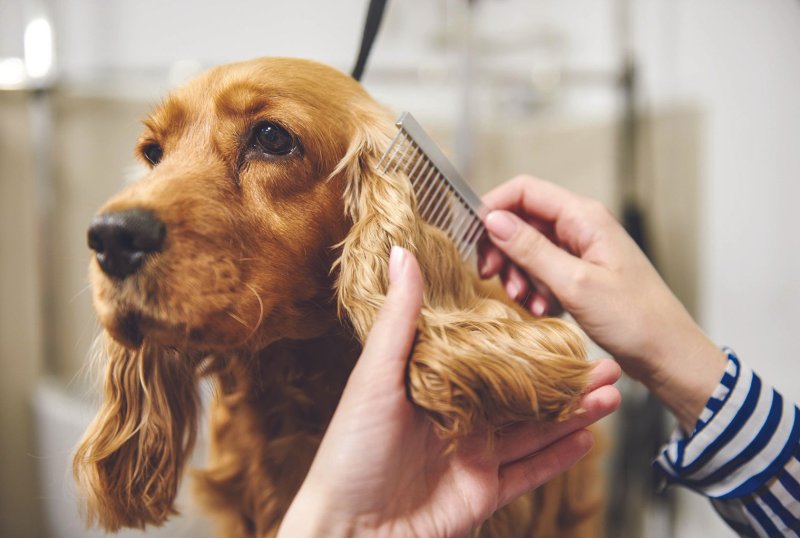 Canine, Dog, Pet, Doctor.
