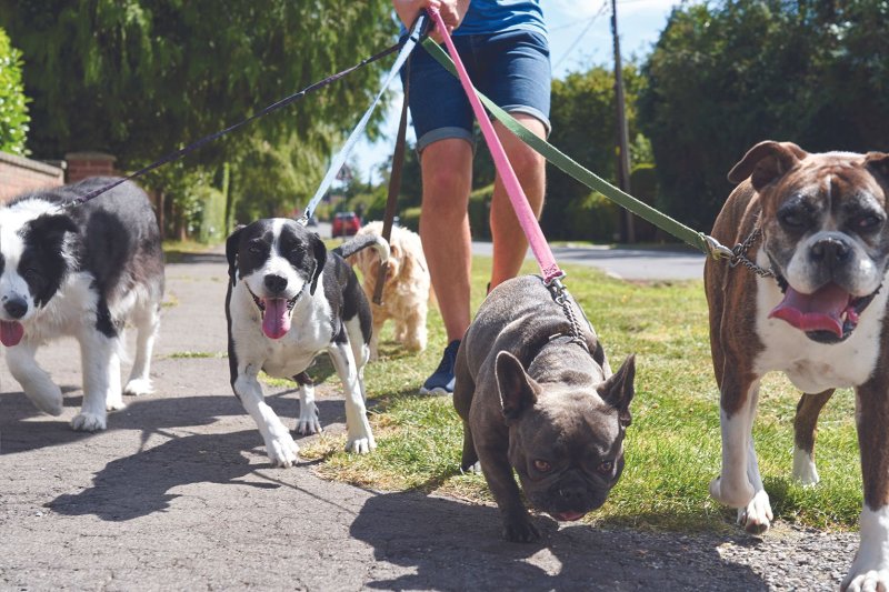 Canine, Dog, Pet, Strap.