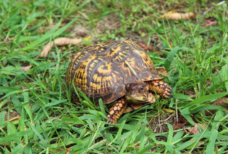 Animal, Box Turtle, Sea Life, Turtle.