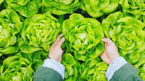 Food, Lettuce, Produce, Person.