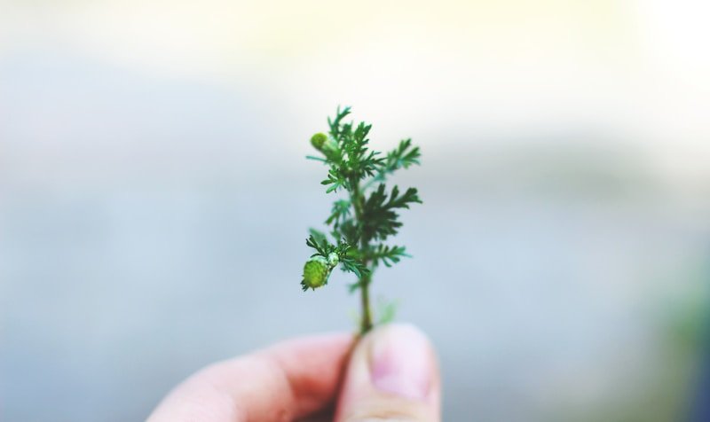 Herbs, Finger, Leaf, Moss.