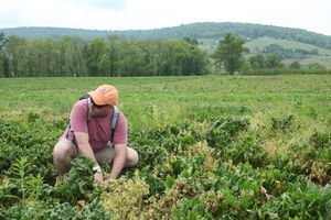 Field, Nature, Outdoors, Garden.