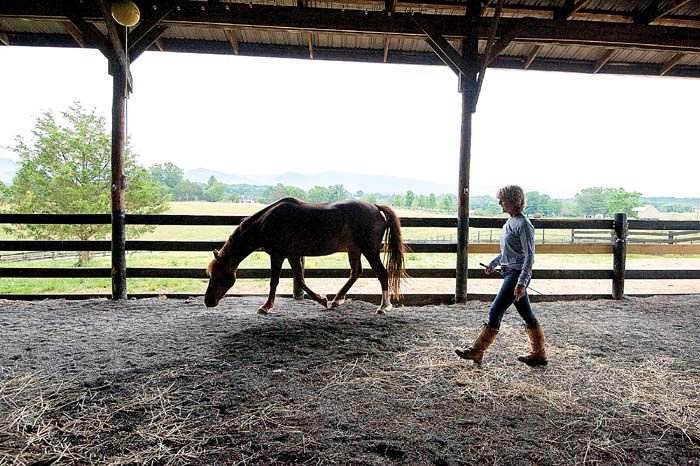 Colt Horse, Person, Outdoors, Nature.