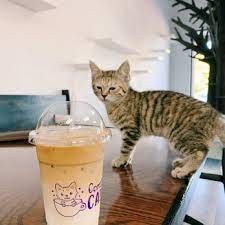 Cat, Disposable Cup, Kitten, Beverage. Text: CA