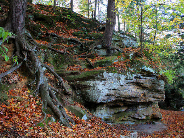 Tree, Slate, Root, Outdoors.