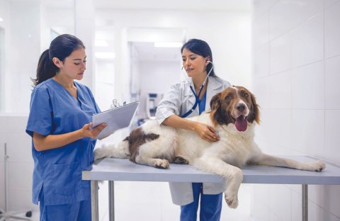 Doctor, Person, Adult, Woman.