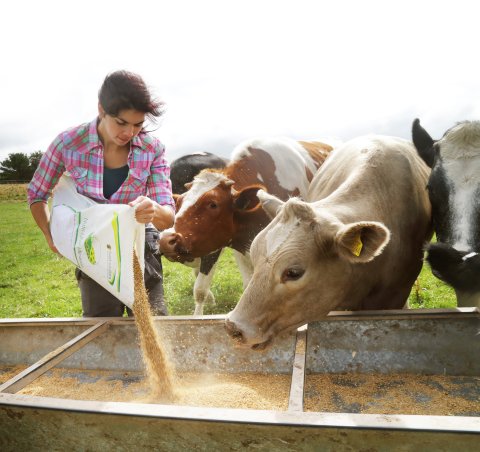 Person, Cattle, Livestock, Cow. Text: feed solutions Nutri-LINK Minerals