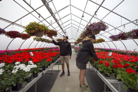 Garden, Potted Plant, Planter, Geranium.