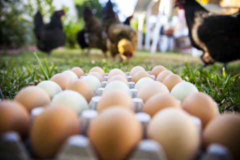 Chicken, Egg, Food, Dog.