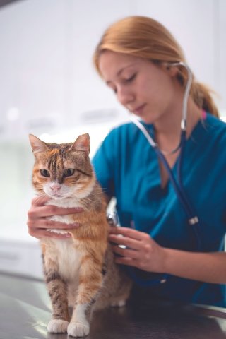 Doctor, Person, Veterinarian, Cat.