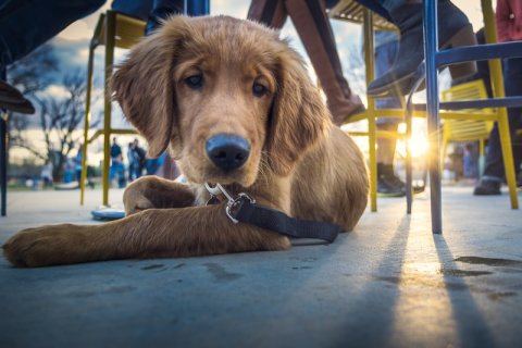 Dog, Puppy, Golden Retriever, Shelter.