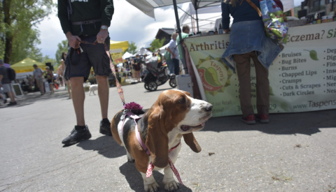 Hound, Shoe, Shorts, Person. Text: Eczema? Si Arthritis Bruises Taspen&#039;s Dig Bug Bites u Fin Burns Chapped Lips ie Mig Cramps ety na Cuts &amp; Scrapes Ner Neu Pa Dark Circles our Retail 1 29 3 ations? www.Taspens