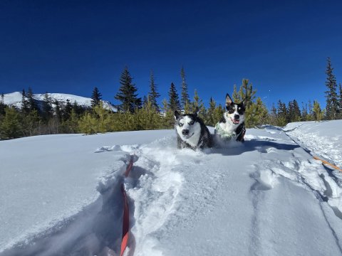 Tree, Nature, Outdoors, Husky.