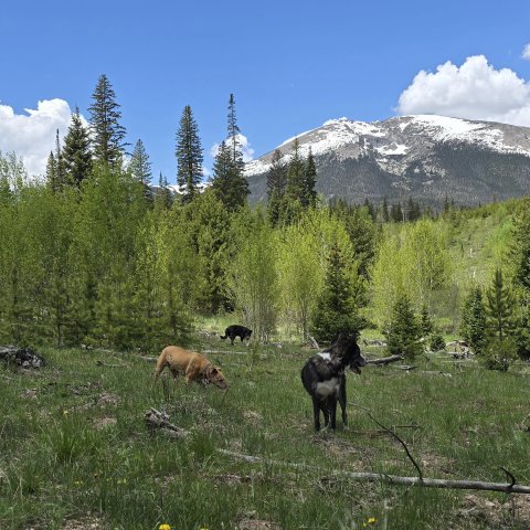 Tree, Fir, Grassland, Wilderness.