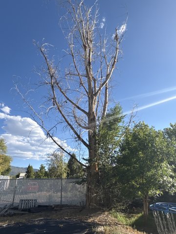 Tree, Tree Trunk, Person, Car.