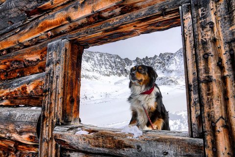 Dog, Wood, Nature, Outdoors.