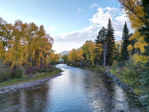 Tree, Fir, Creek, Water.