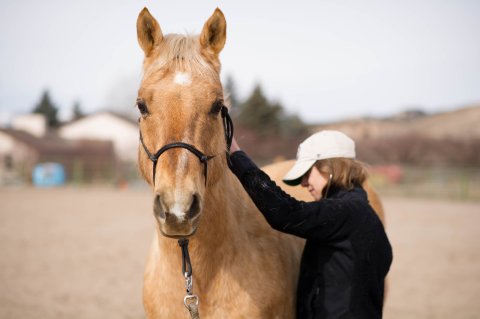 Hat, Colt Horse, Person, Woman.