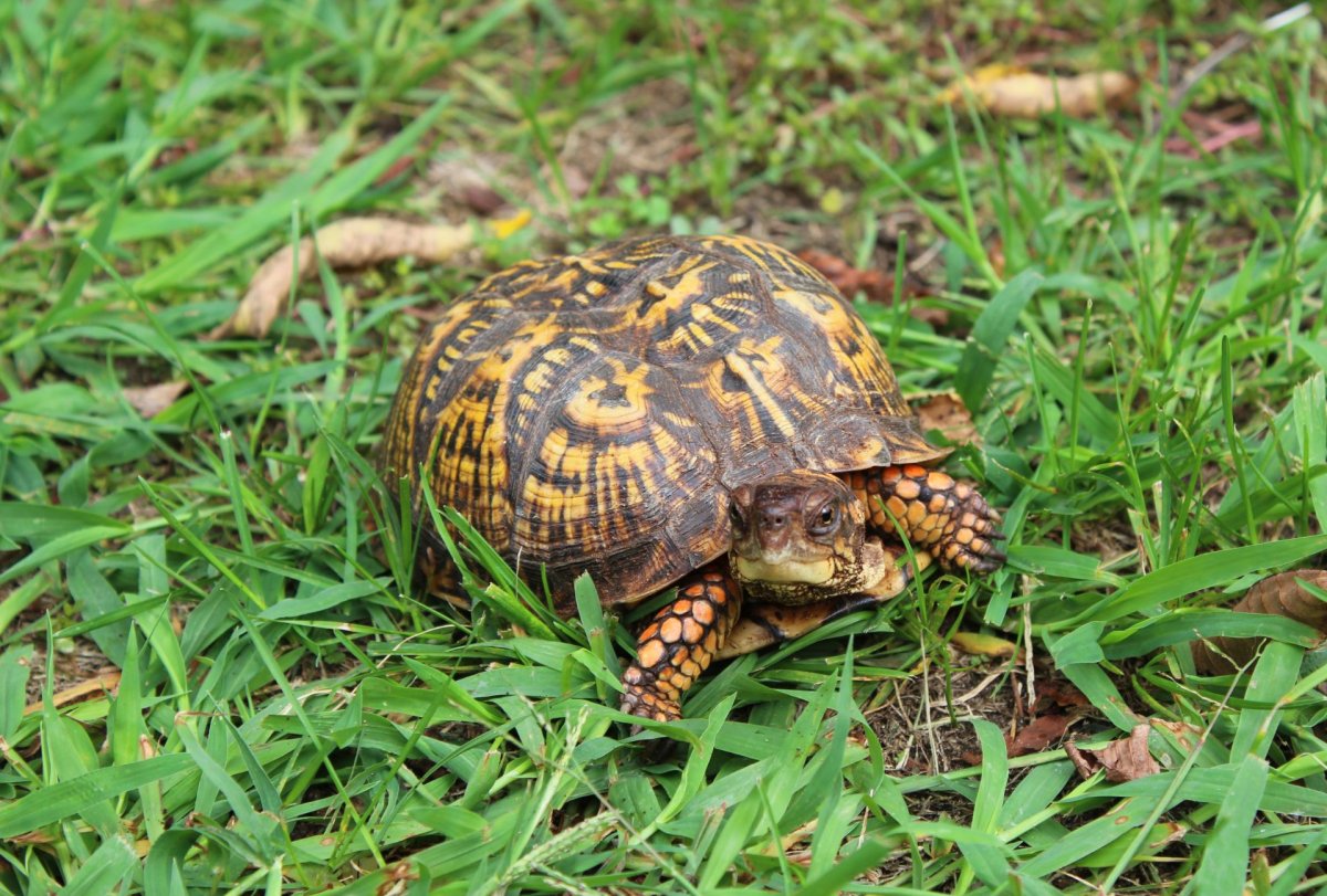 Animal, Box Turtle, Sea Life, Turtle.