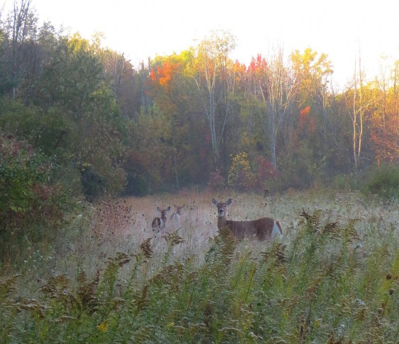 Vegetation, Deer, Woodland, Grove.