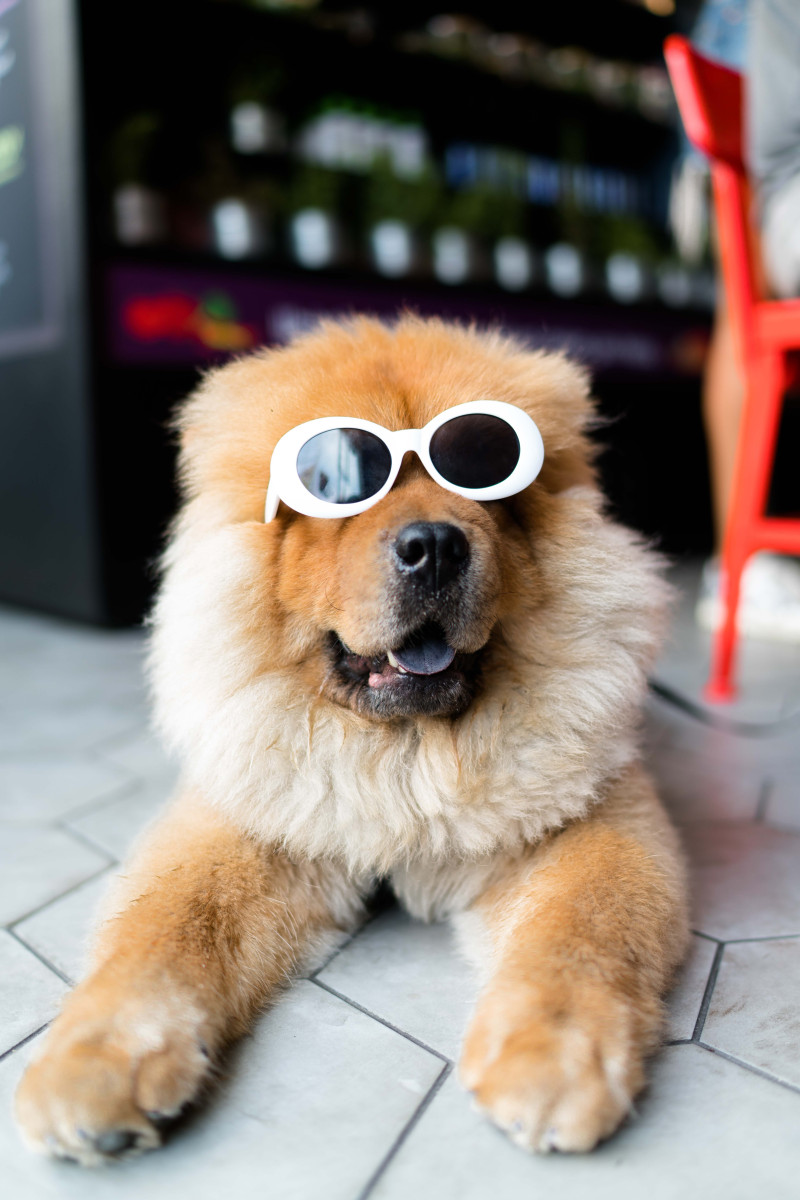 Sunglasses, Canine, Dog, Pet.
