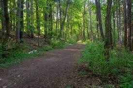 Path, Trail, Vegetation, Woodland.