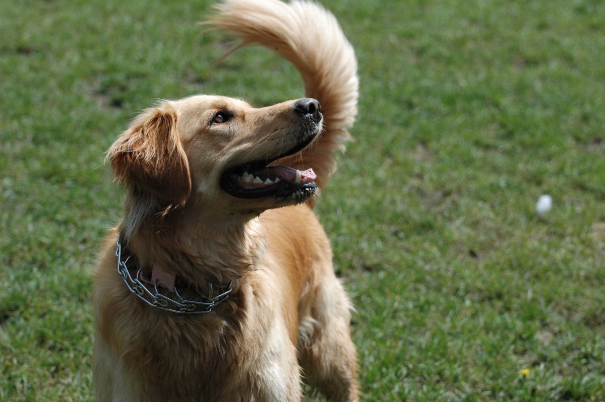 Canine, Dog, Golden Retriever, Pet.