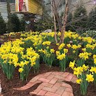 Flower, Daffodil, Outdoors, Nature.