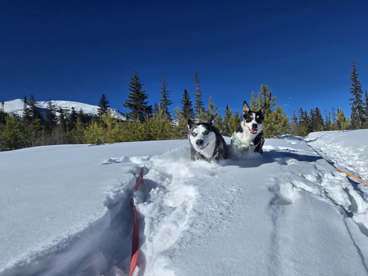 Tree, Nature, Outdoors, Husky.