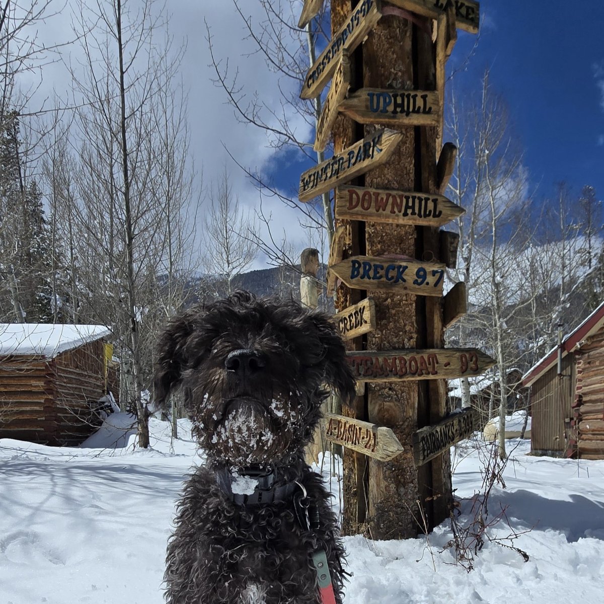 Shelter, Dog, Neighborhood, Tree. Text: UPHILL DOWNHILL BRECK 9.7 CREEK