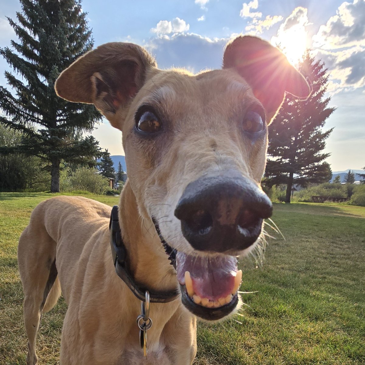 Tree, Grass, Vegetation, Sky.