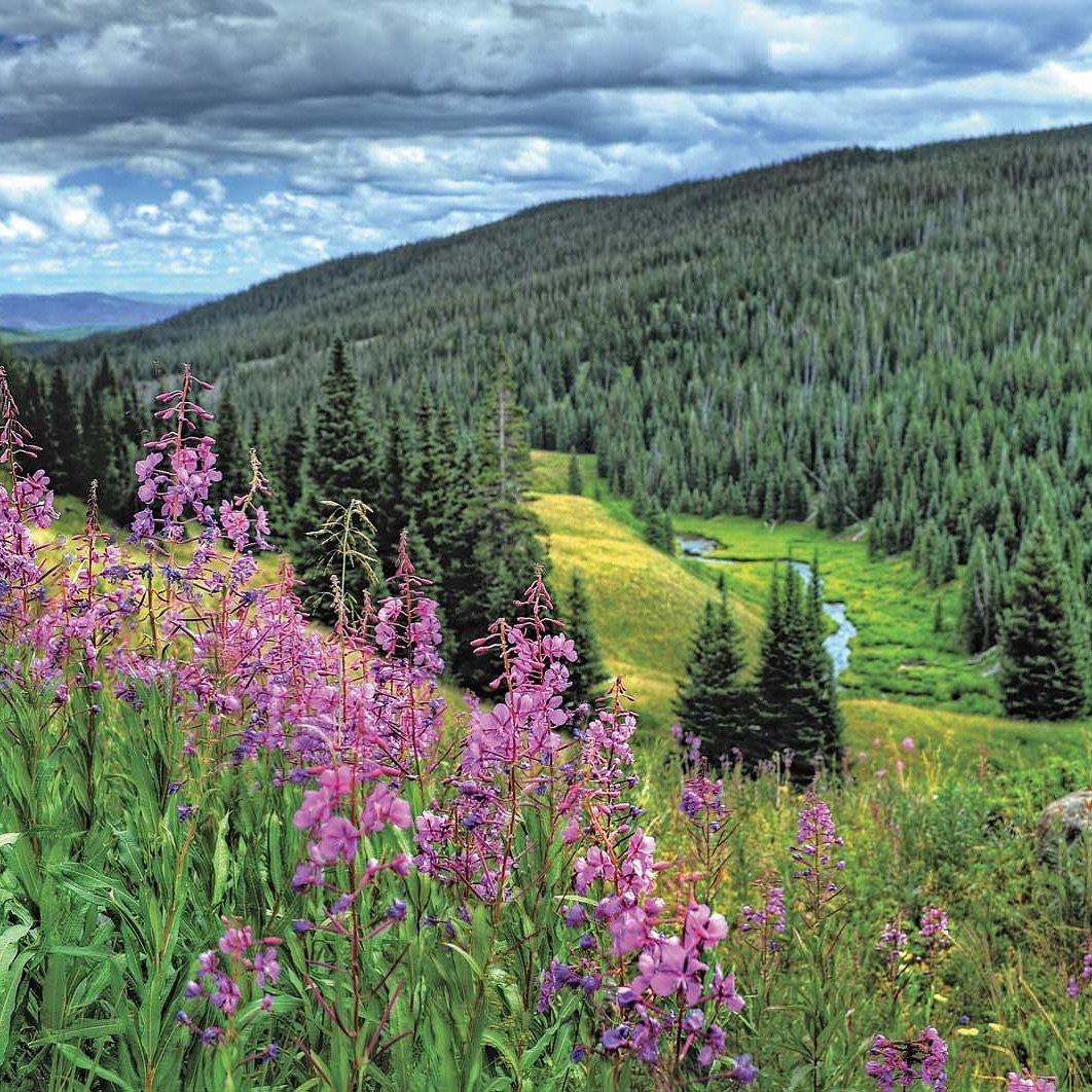 Land, Tree, Vegetation, Woodland.